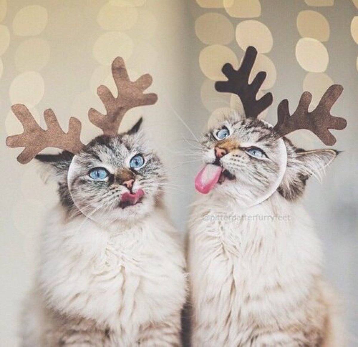 Миленькие котики кавайные