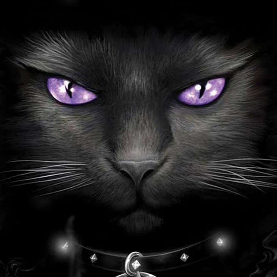 Хэмиш Блэкли