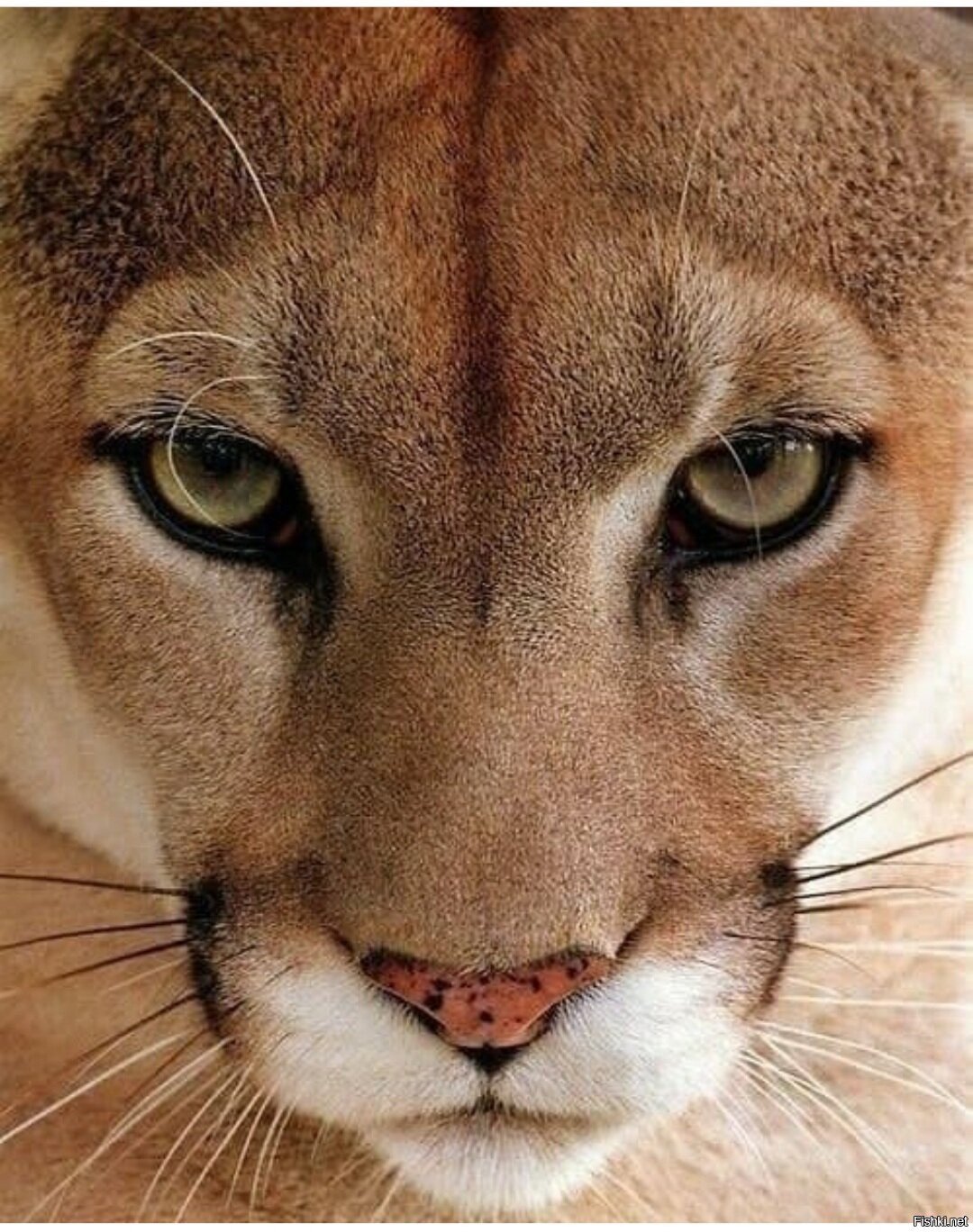 Злая львица обои