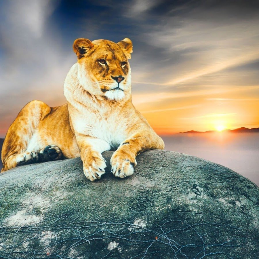 Лицо наполовину животное