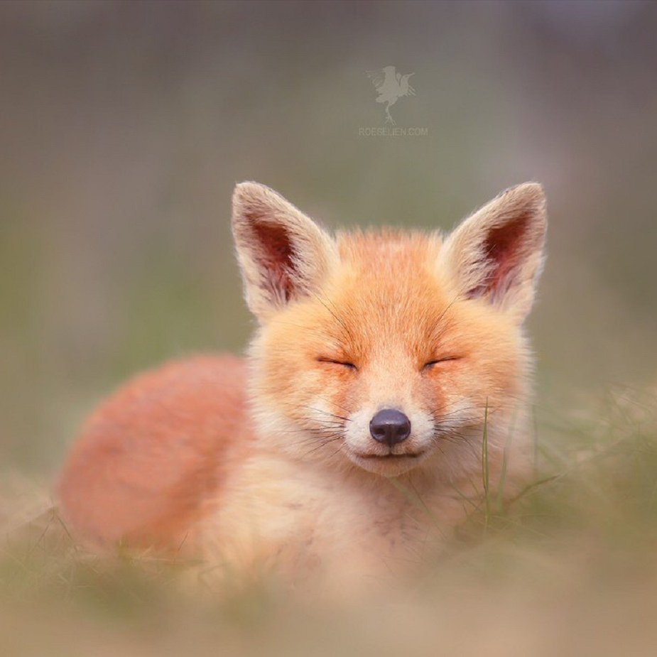 Маленькая картинка лисы. Фокс лиса. Бейби Фокс лиса. Милая лиса. Маленький Лисенок.