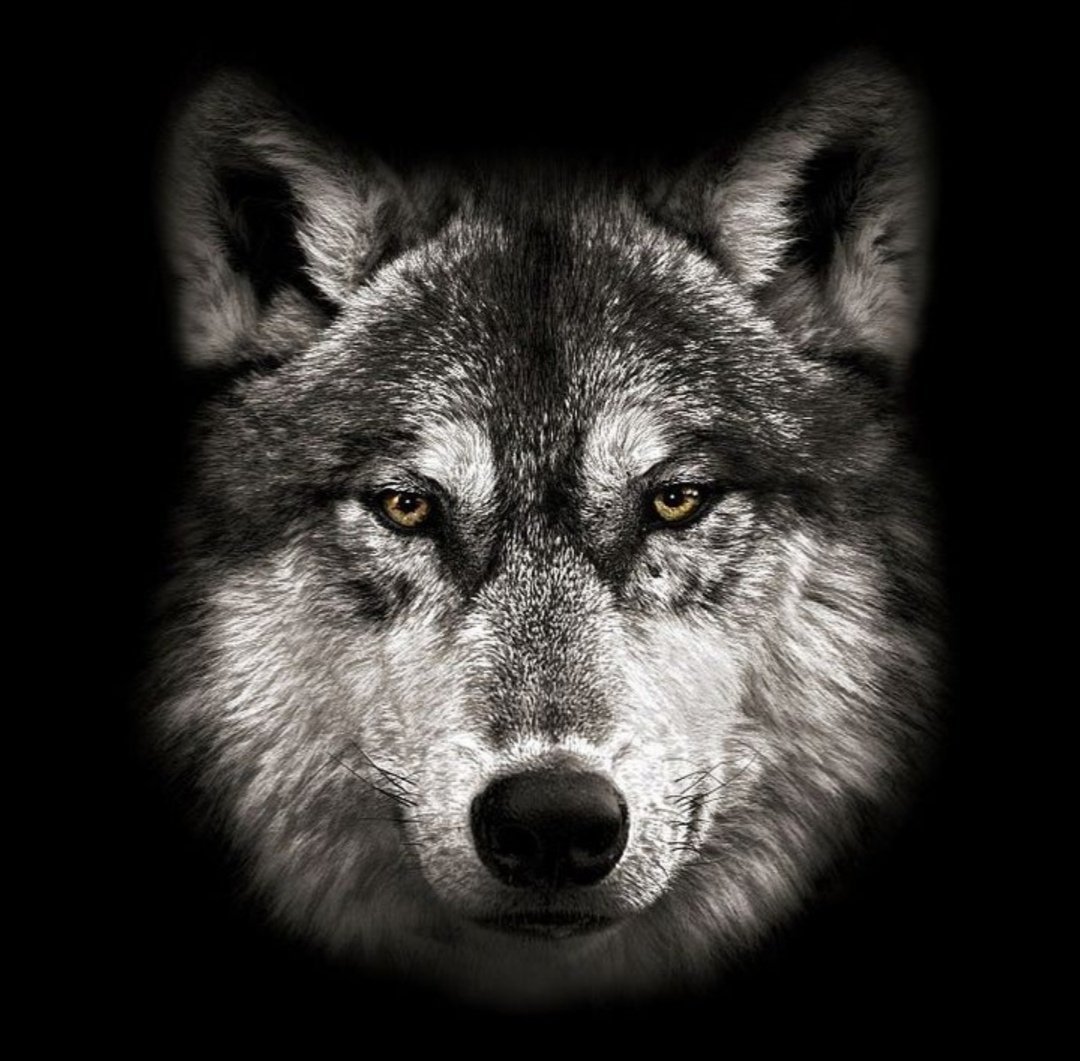 Взгляд волка