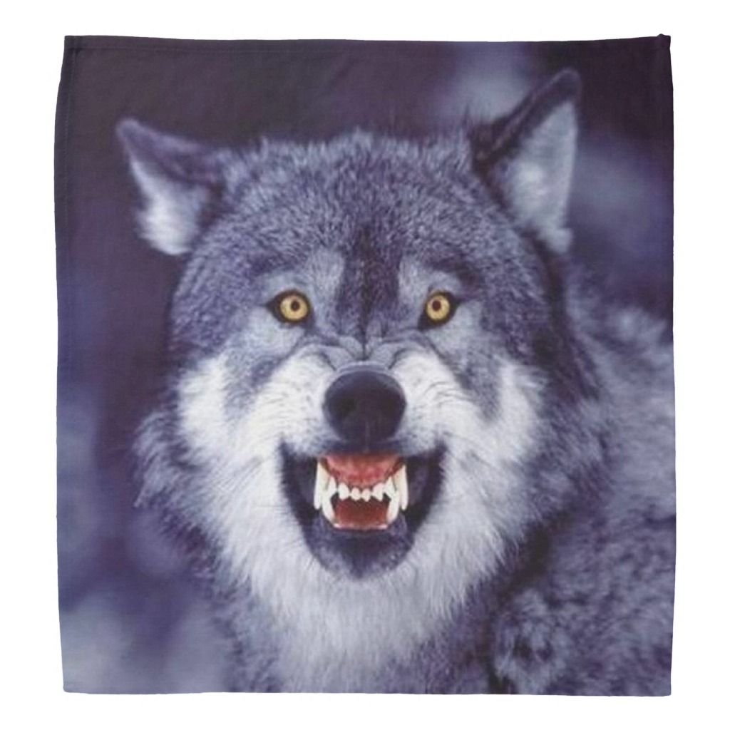 Волчий оскал чёрного волка