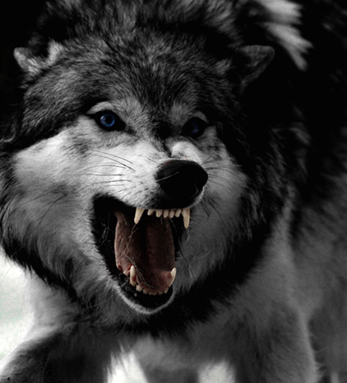 Чёрный волк с красными глазами