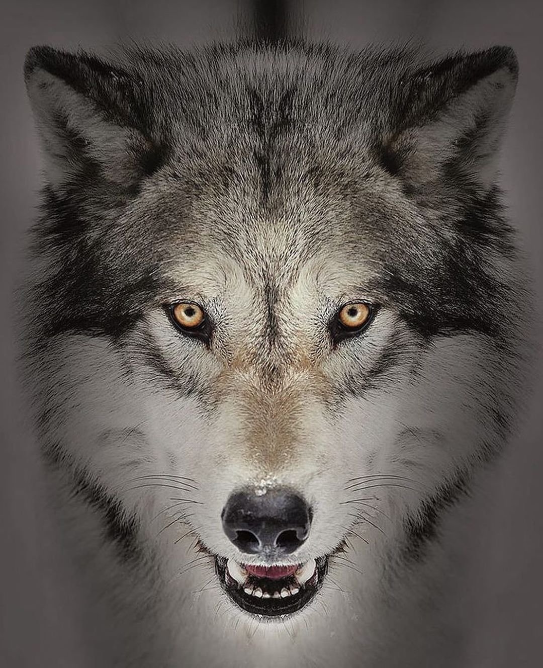 фото волка в хорошем качестве на аватарку