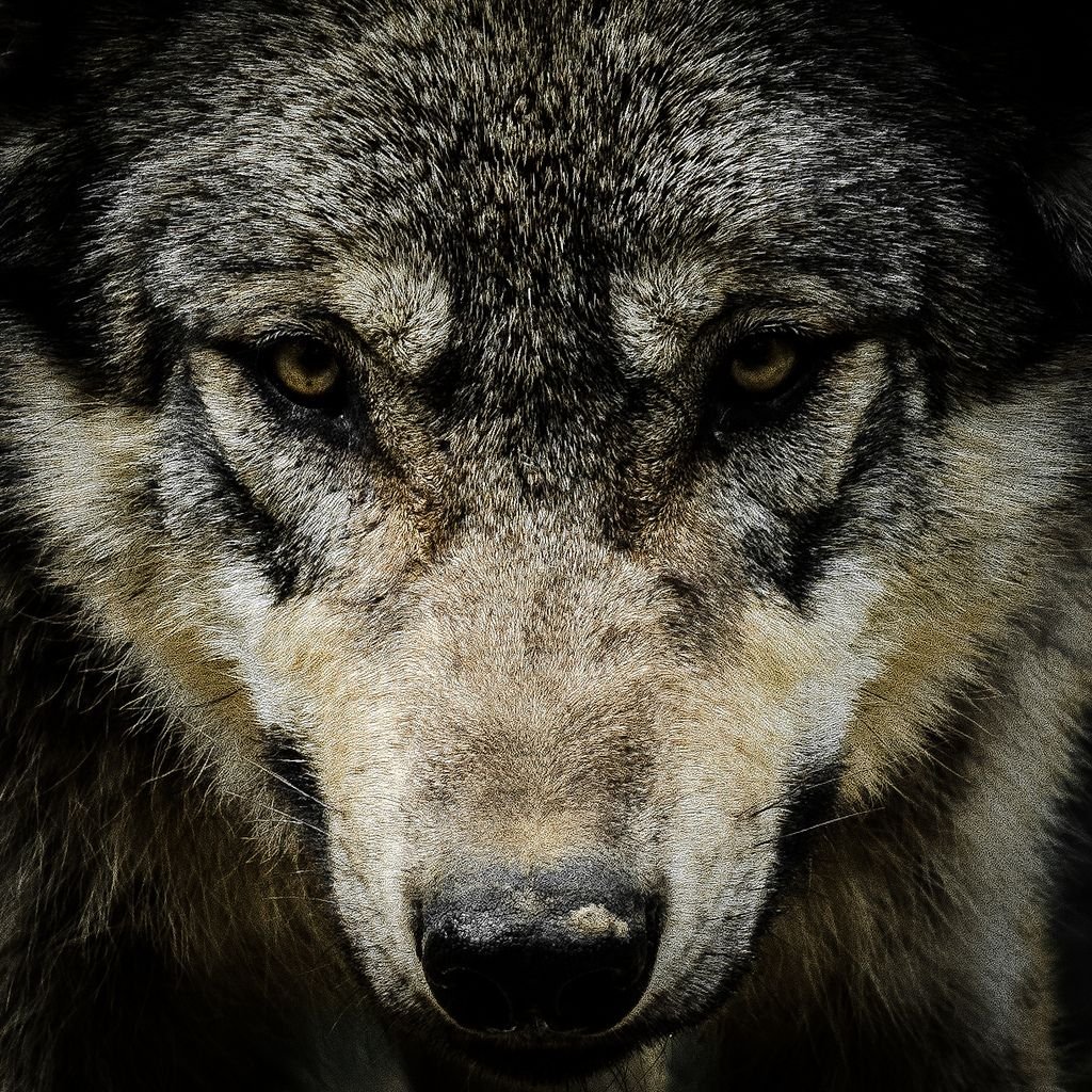 Злой взгляд волка