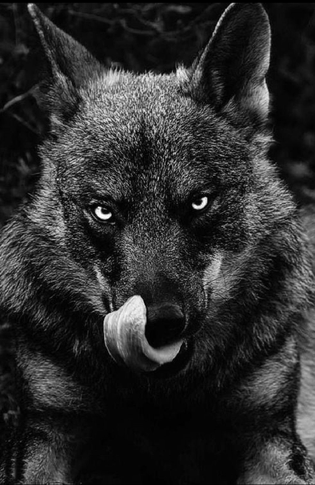 Волк скалится