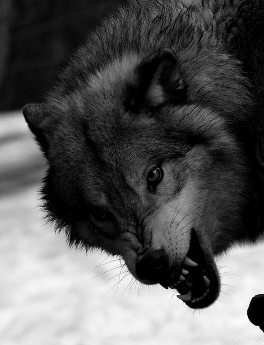 Оскаленный волк