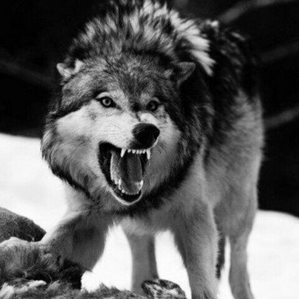 Злой волк фото на аватарку