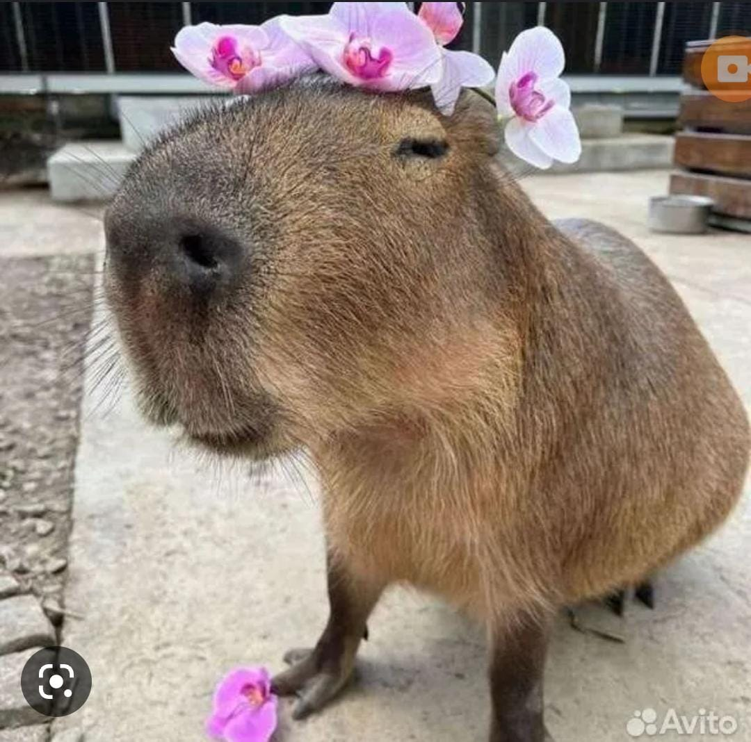 Аниме гача лайф мальчики