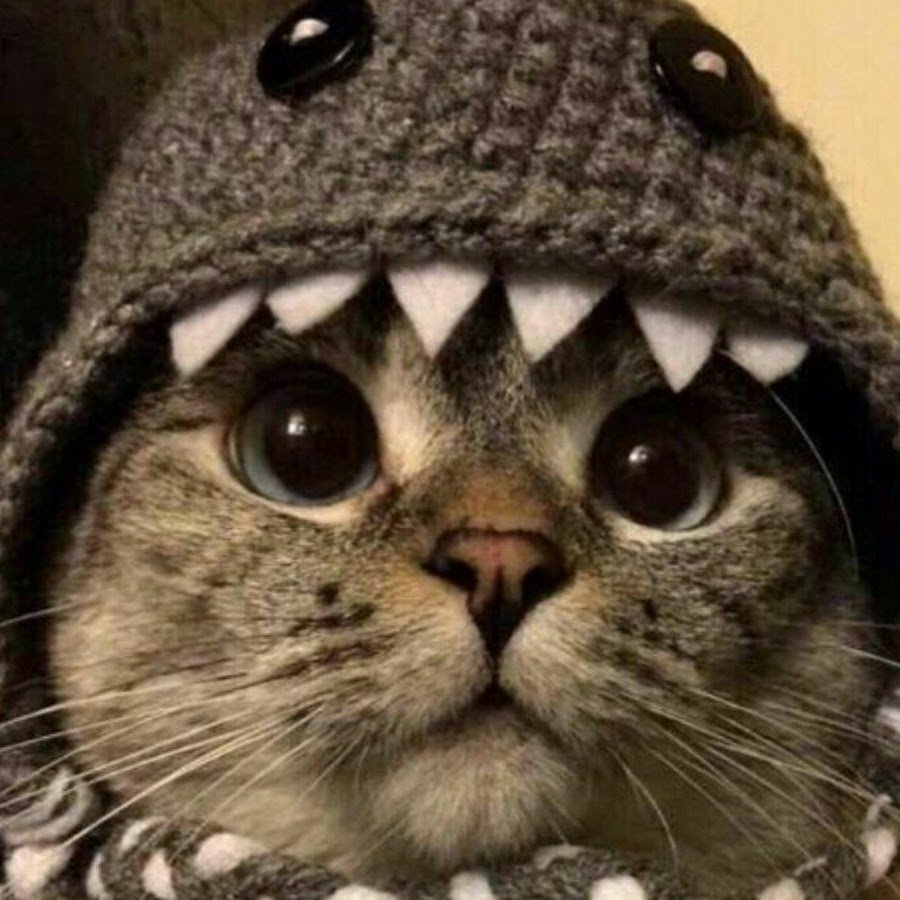 Котик в спортивном костюме