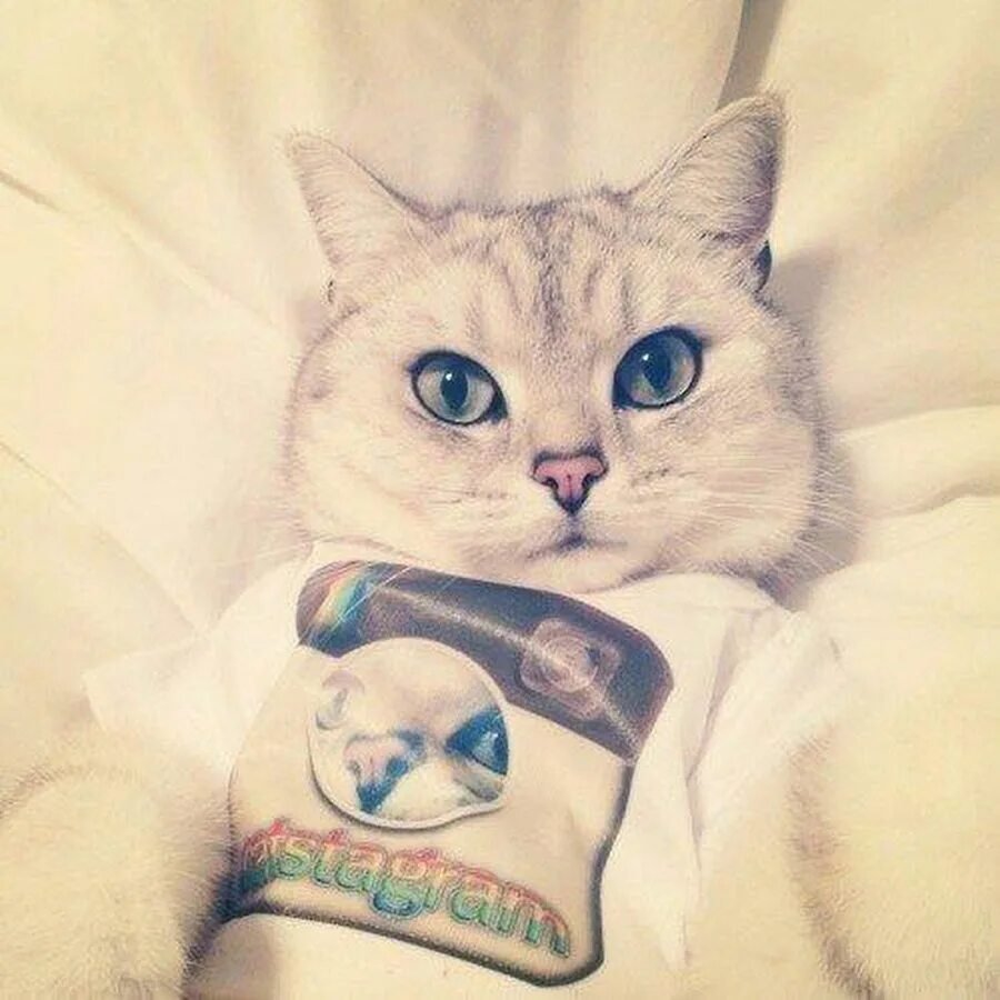 Котик на розовом фоне