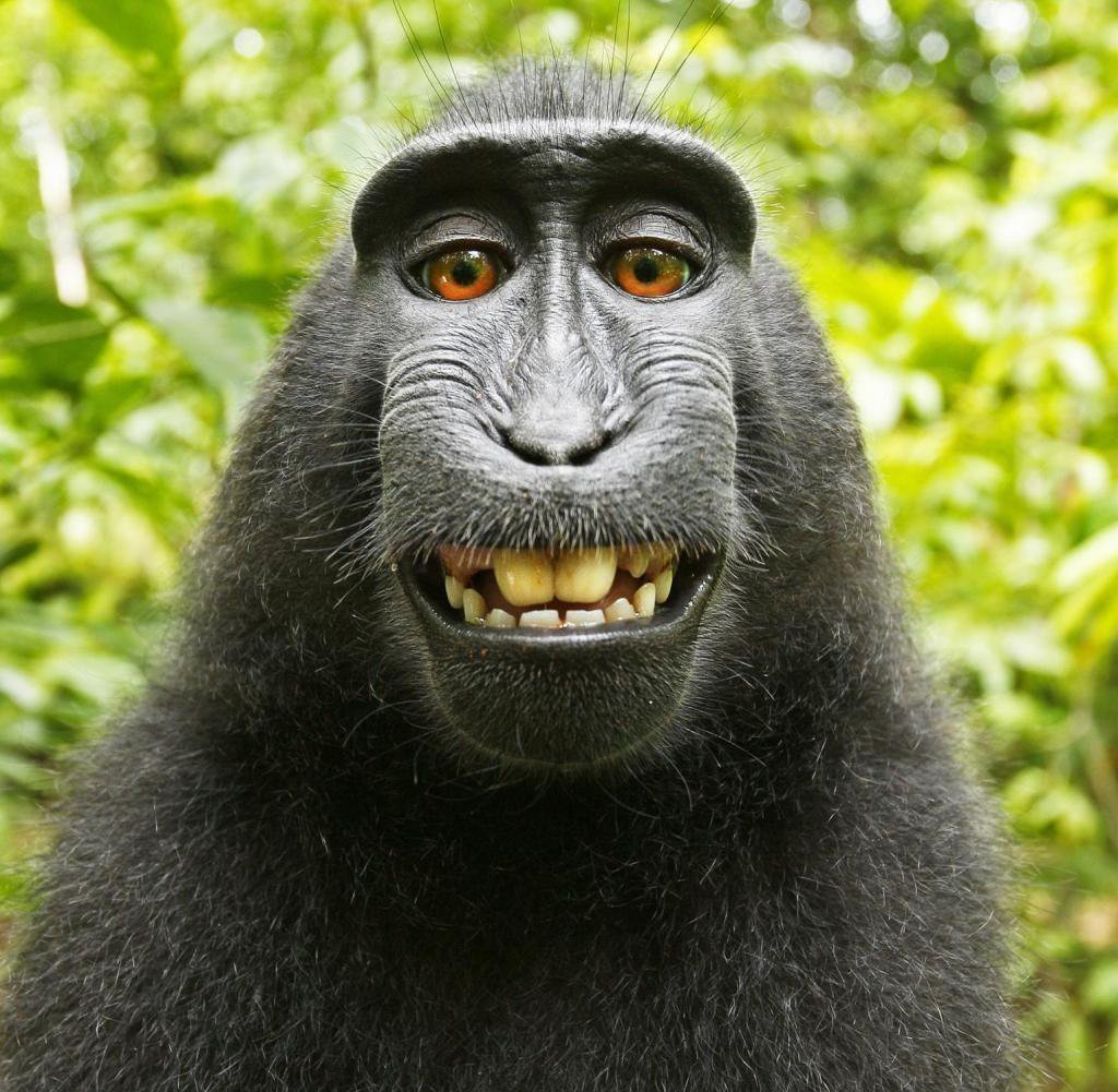 Кот в капюшоне