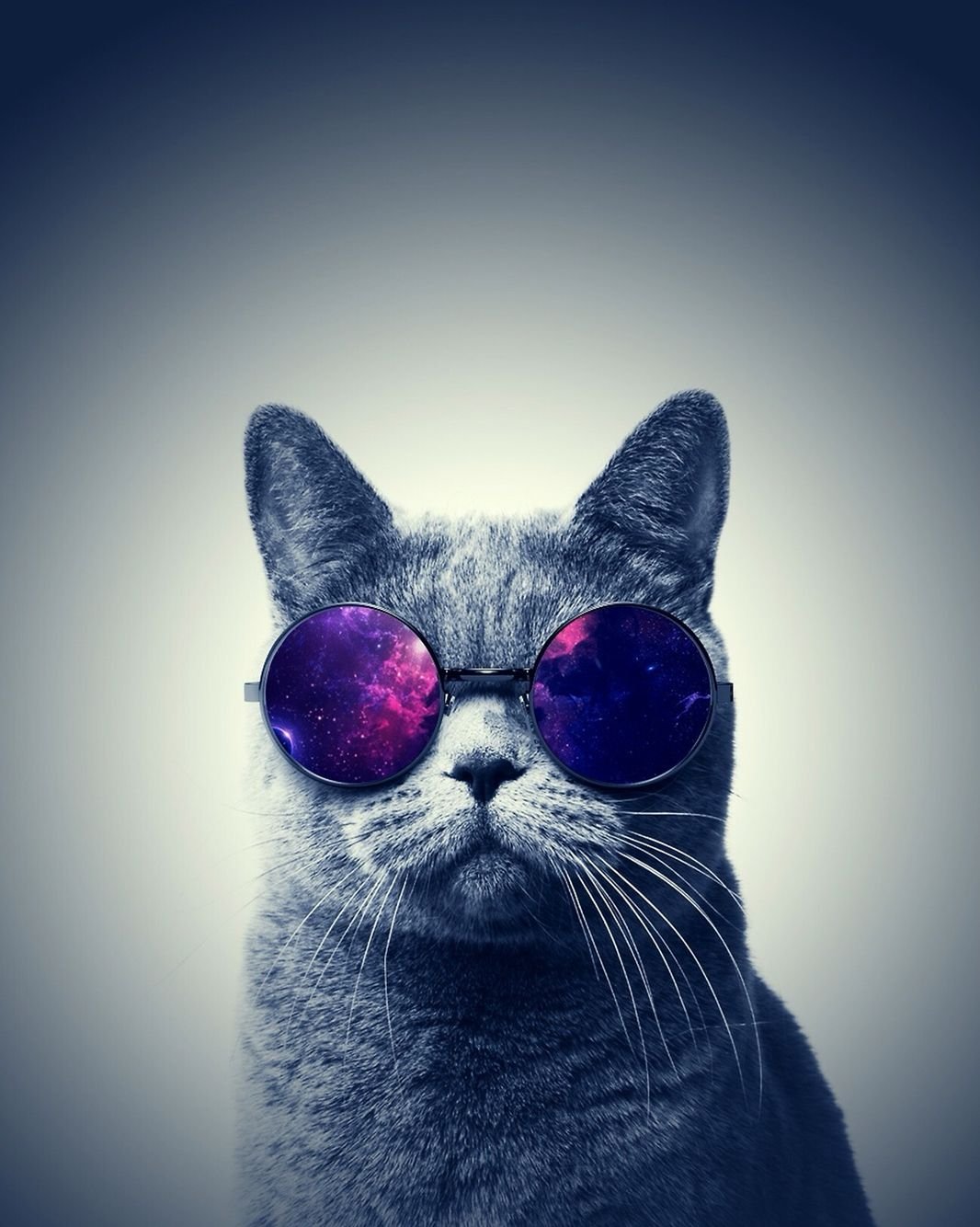 Панда в очках