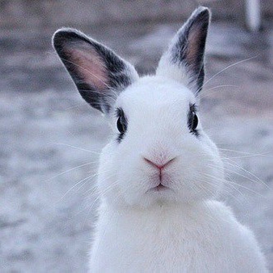 Кролик аватарка. Смешные кролики. Кролик на аву. Заяц аватарка.