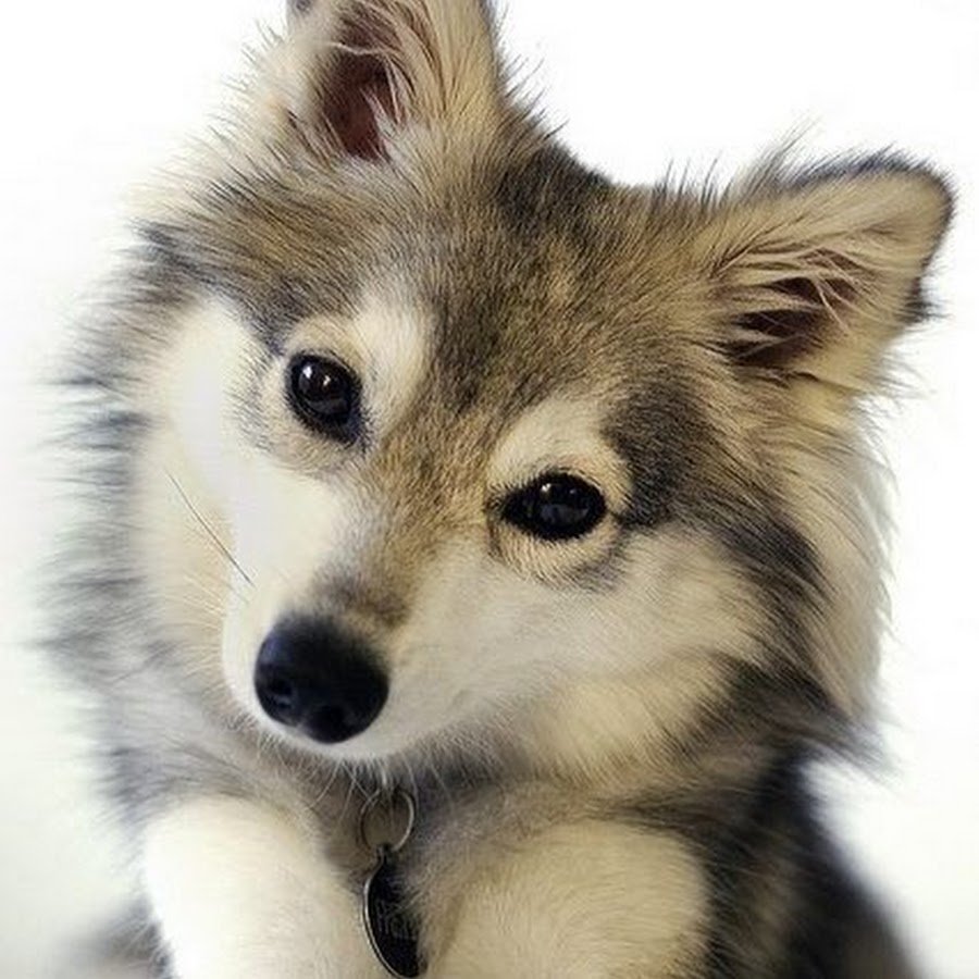 Аниме животное