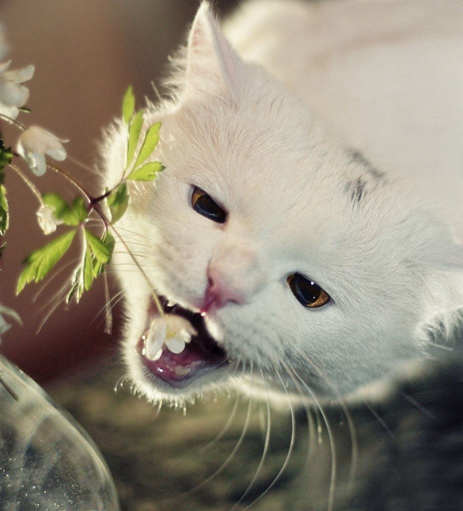 Хаски в одежде