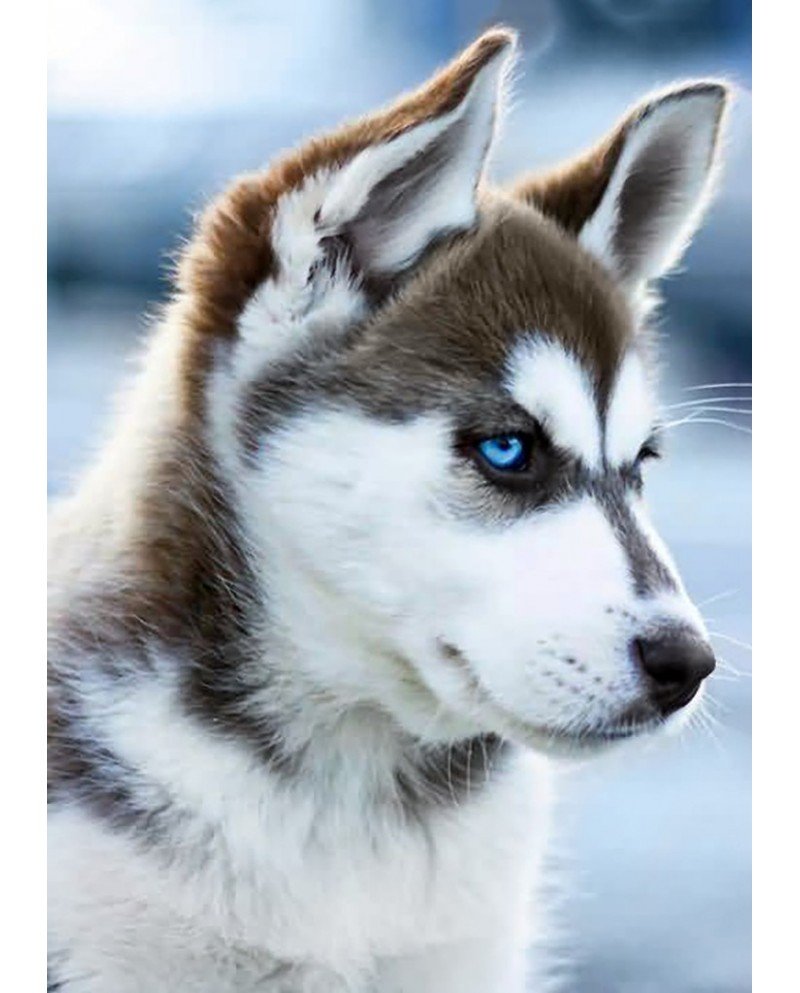 Огненный гепард