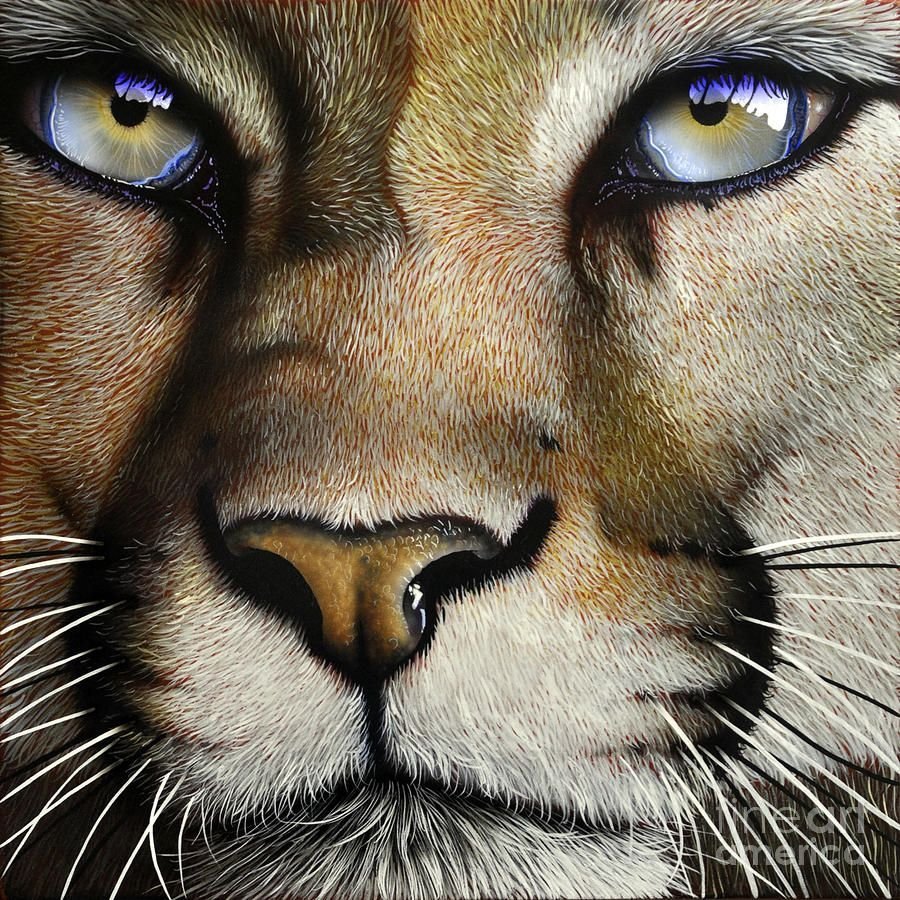 Снежный Барс