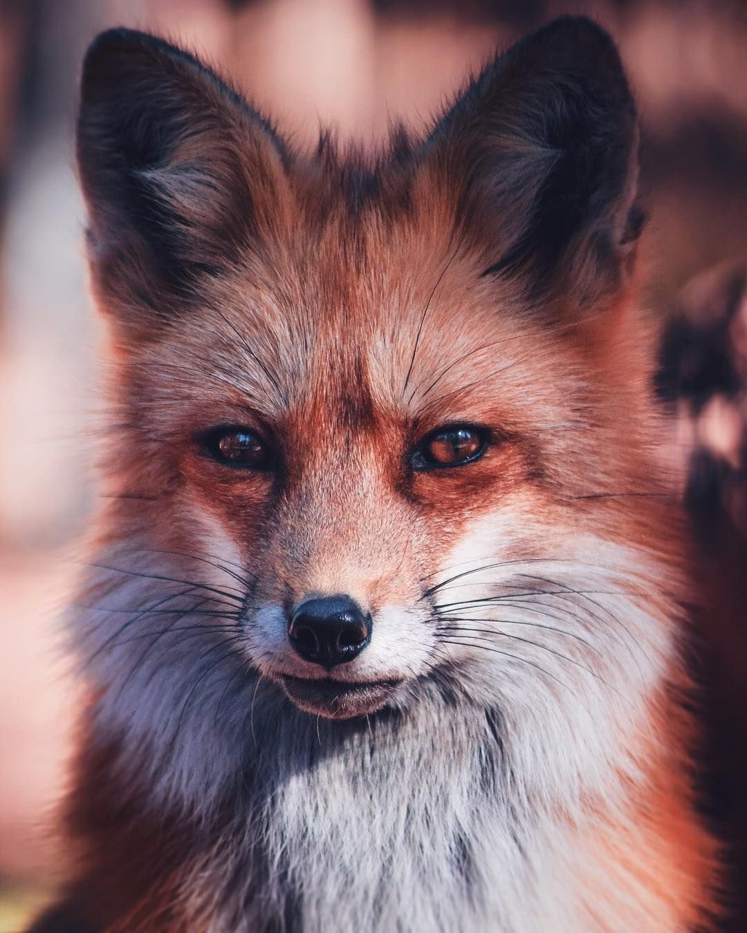 Животные арты