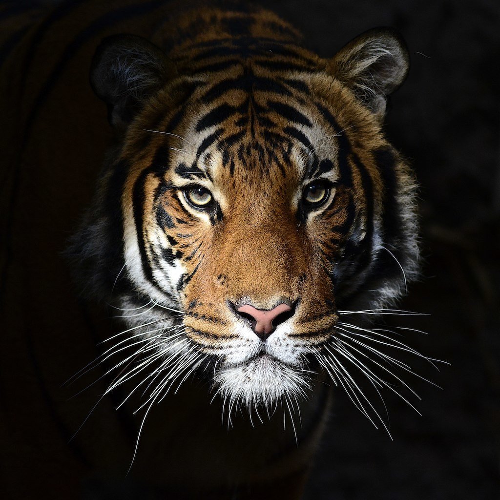 Ти6ры с голубыми глазами