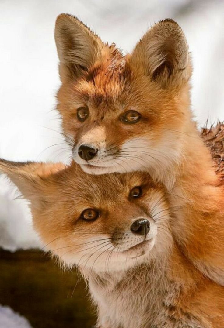 Fox di. Лиса. Две лисы. Лисы любовь. Лисички животные.