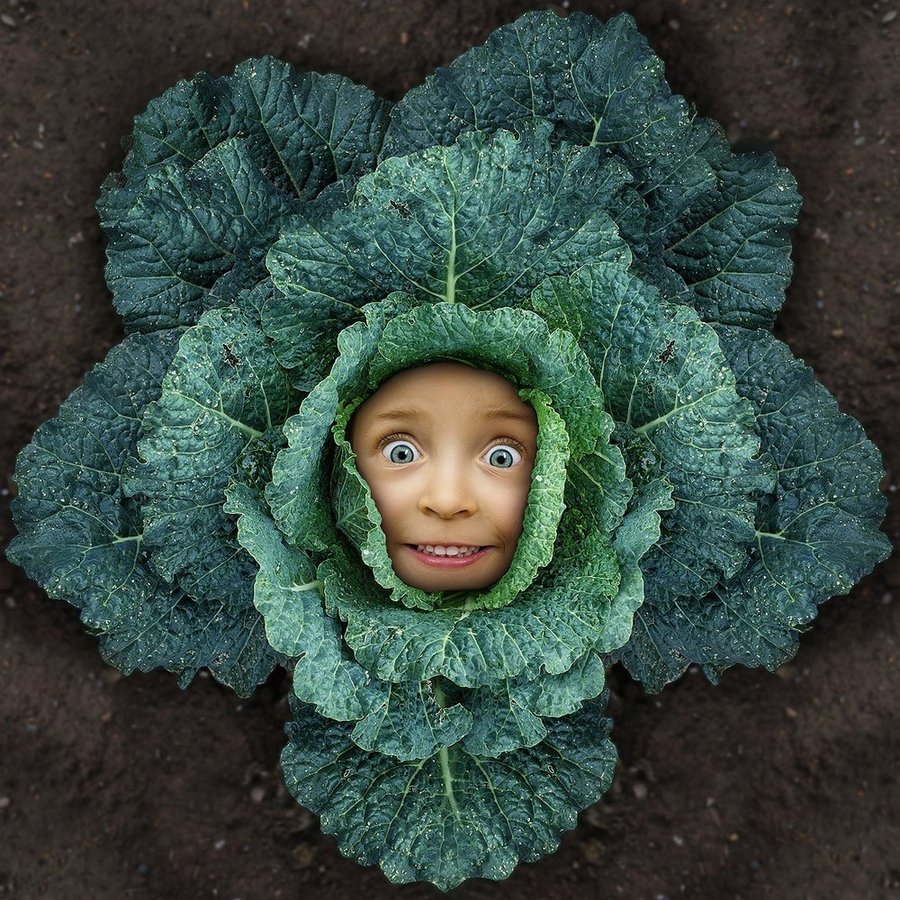 Черная капуста