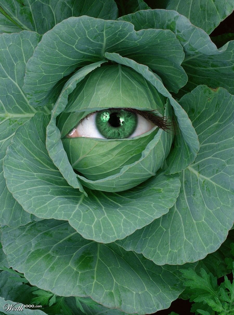 Ава капуста