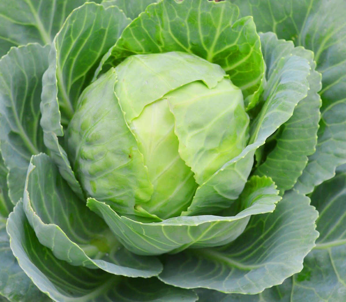 Капуста ФОРТНАЙТ капуста