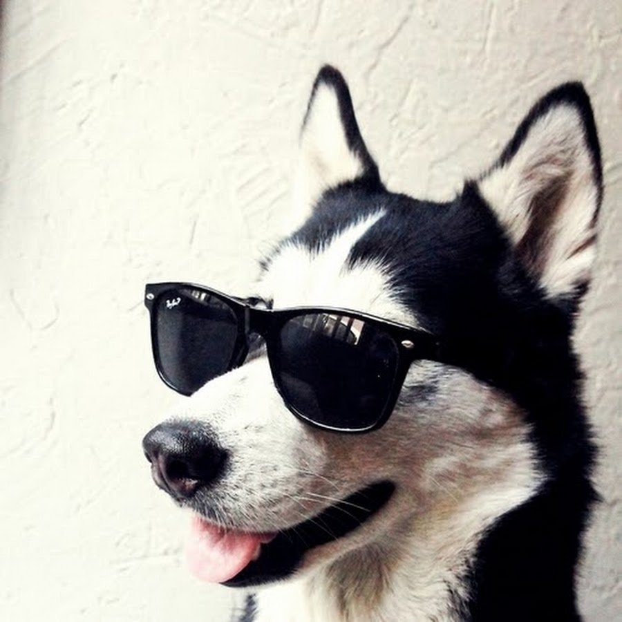 Доберман и Гелендваген