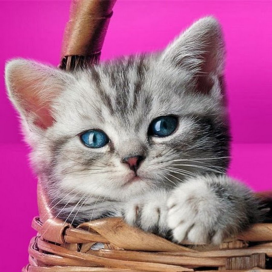 Слоган вискас