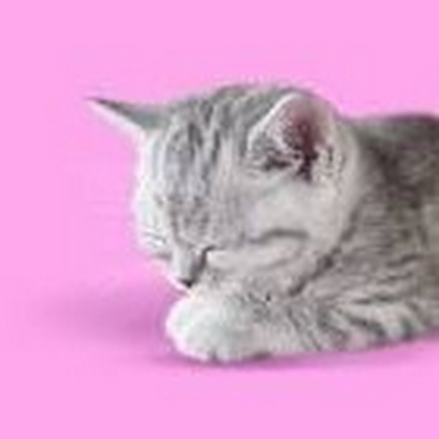 Аватарка вискаса