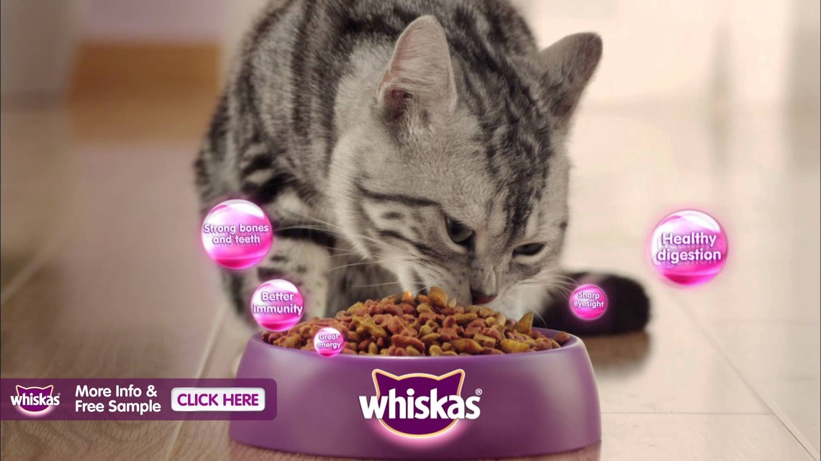 Включи вискас бессмертный. Вискас. Котик ест вискас. Котик кушает вискас. Телевизионная реклама вискаса.