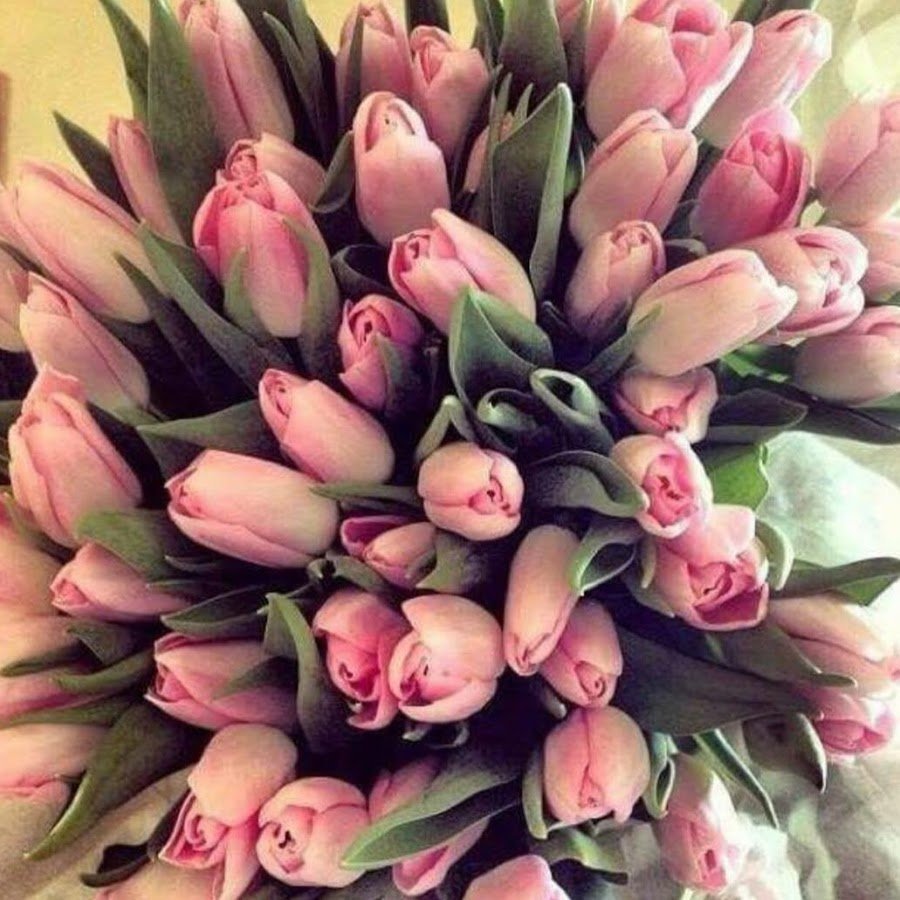 Аватарка тюльпаны