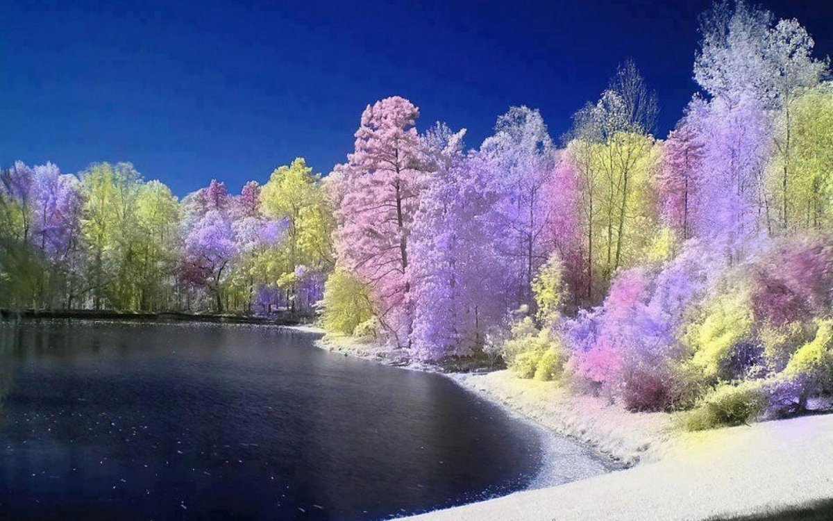 Поле ромашек