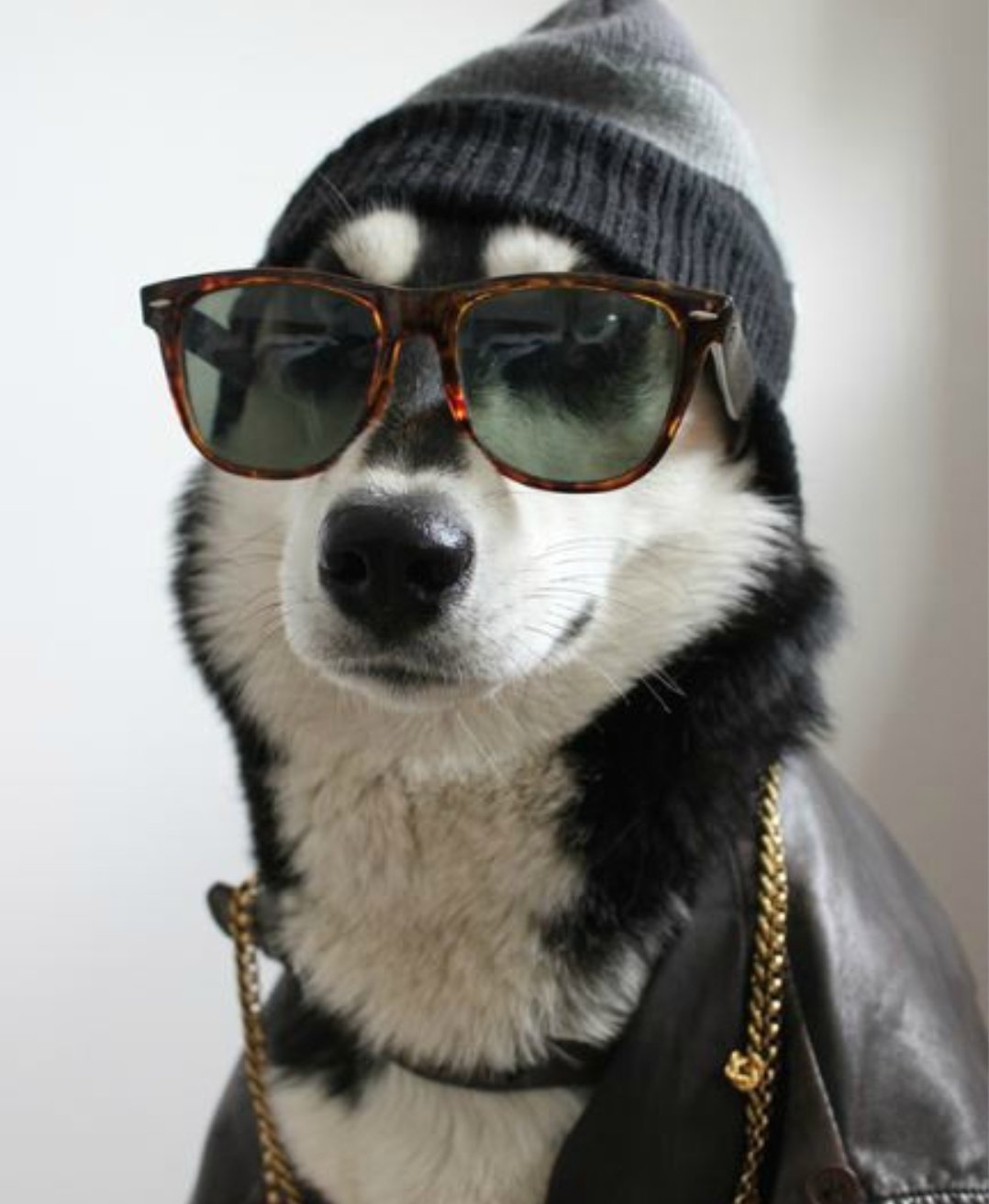 Кот в кепке