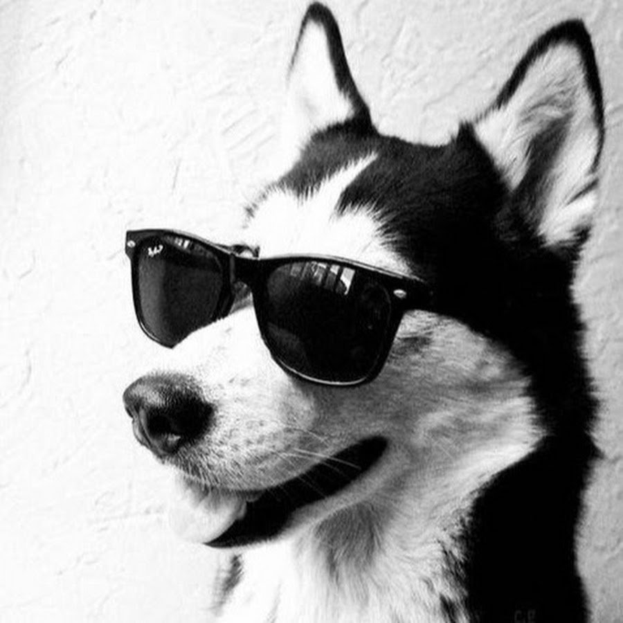 Аватарка собаки