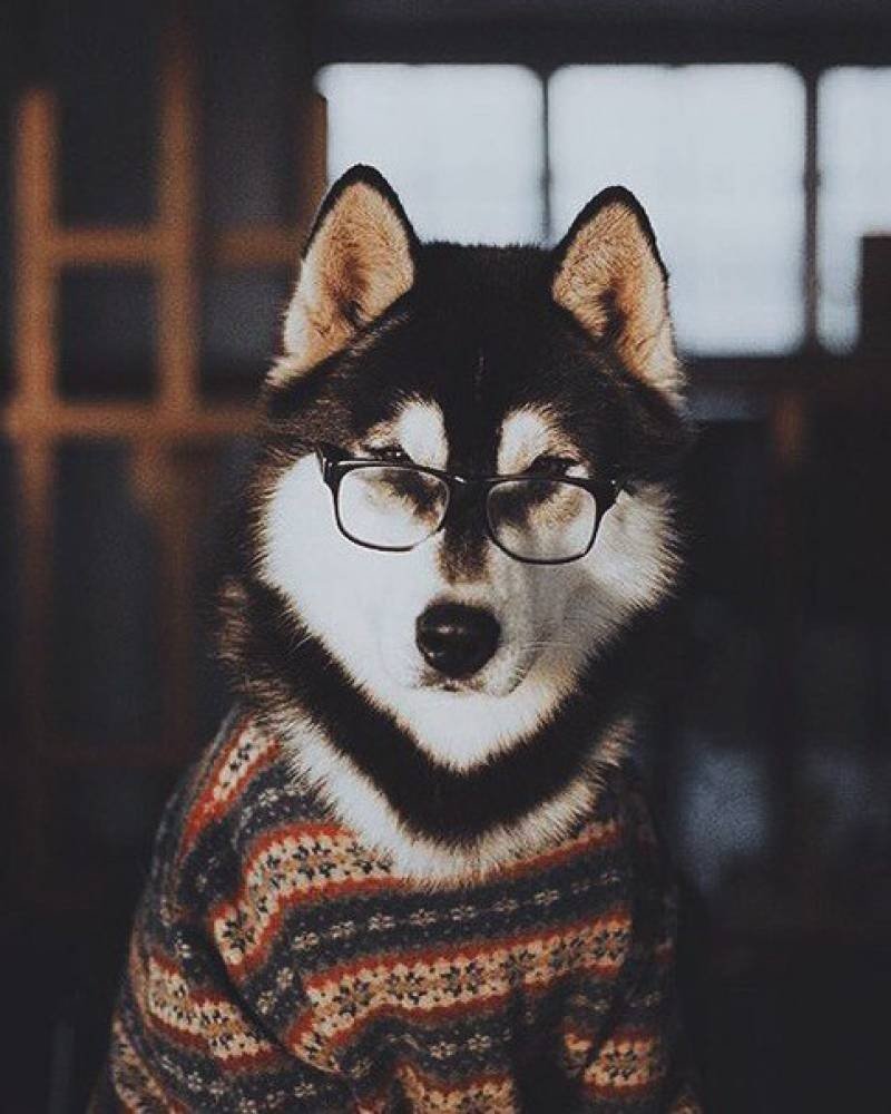 Крутые хаски