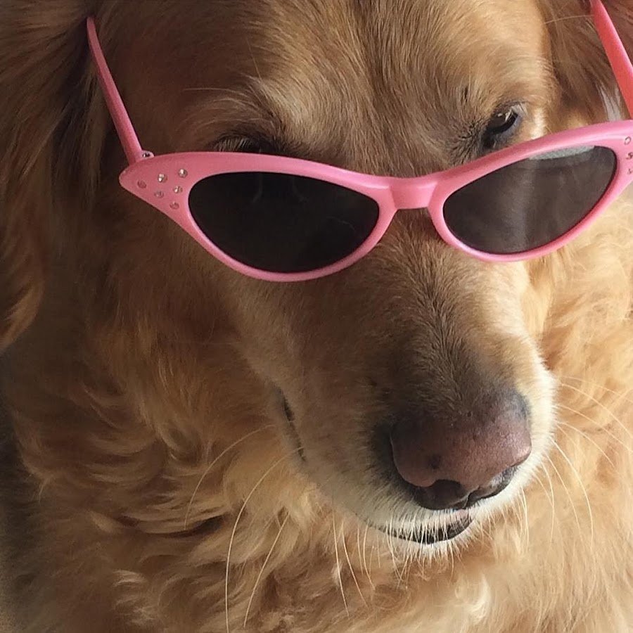 Собачка в очках