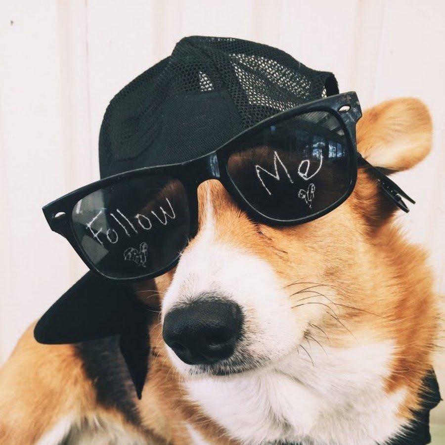 Собака в солнечных очках