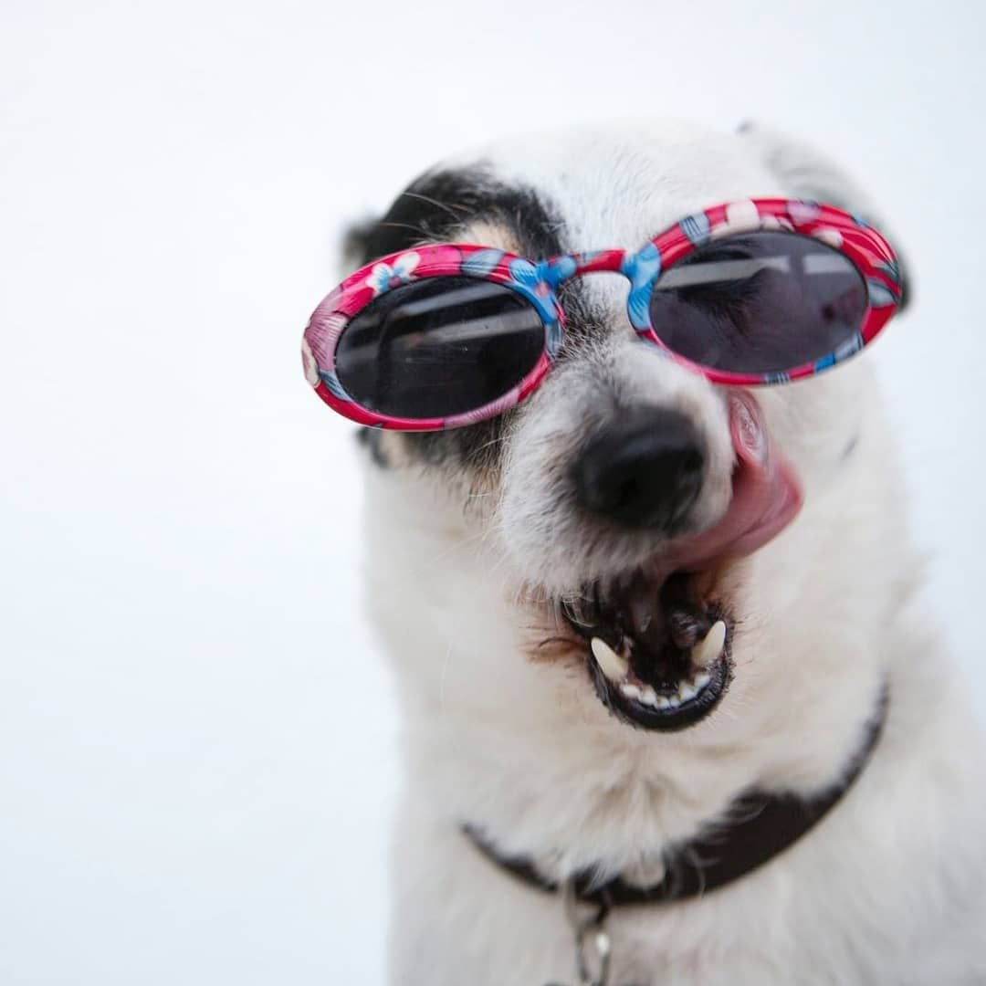 Мопс в очках