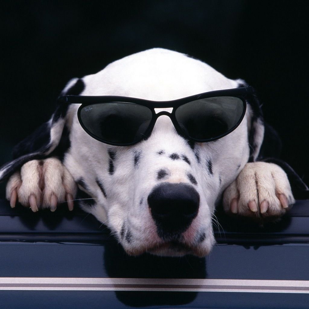 Крутые собаки