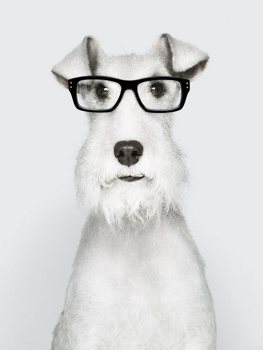 Доги с очками