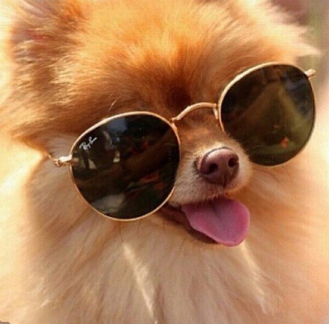 Собака в очках селфи