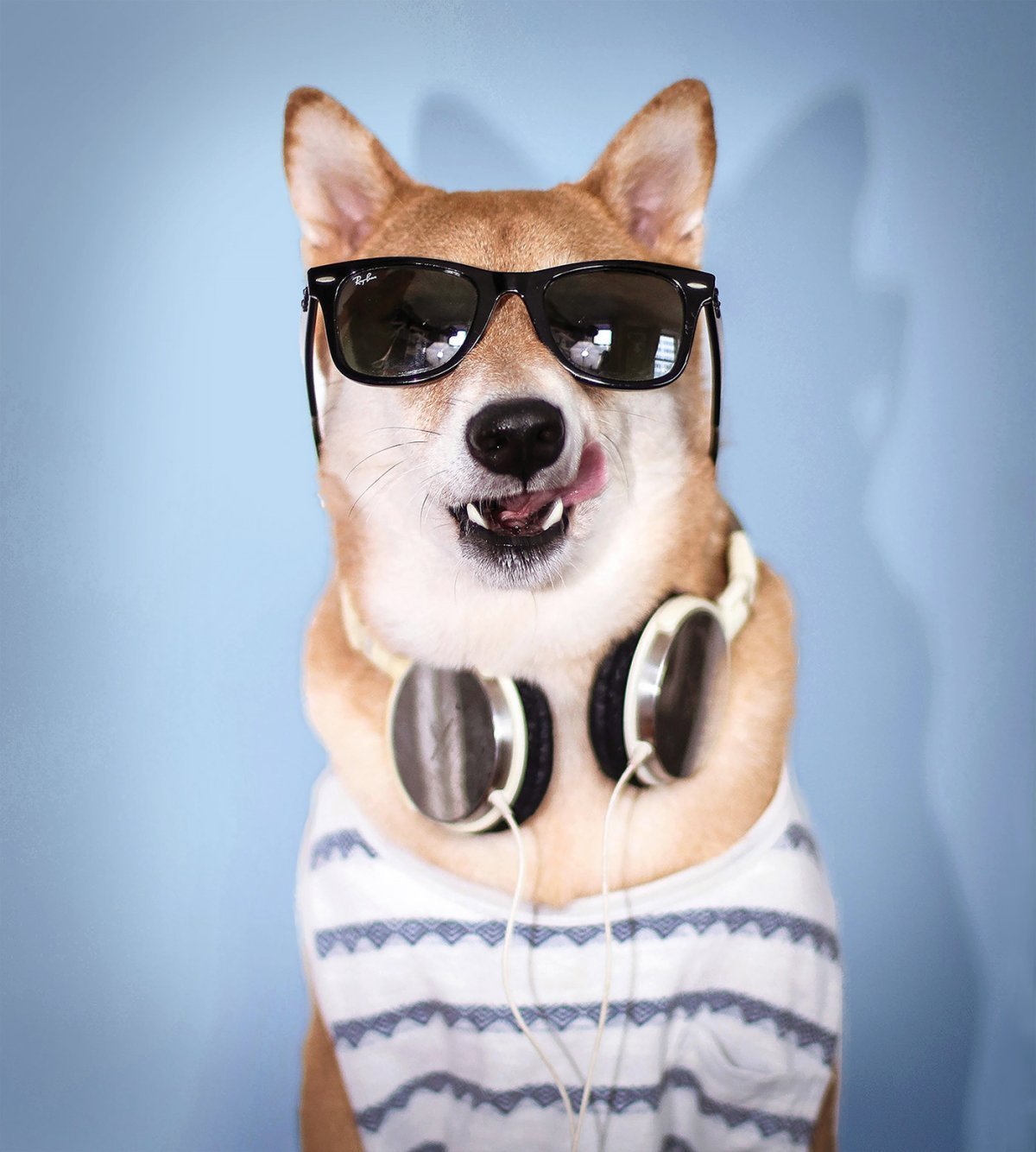 Собака в солнечных очках