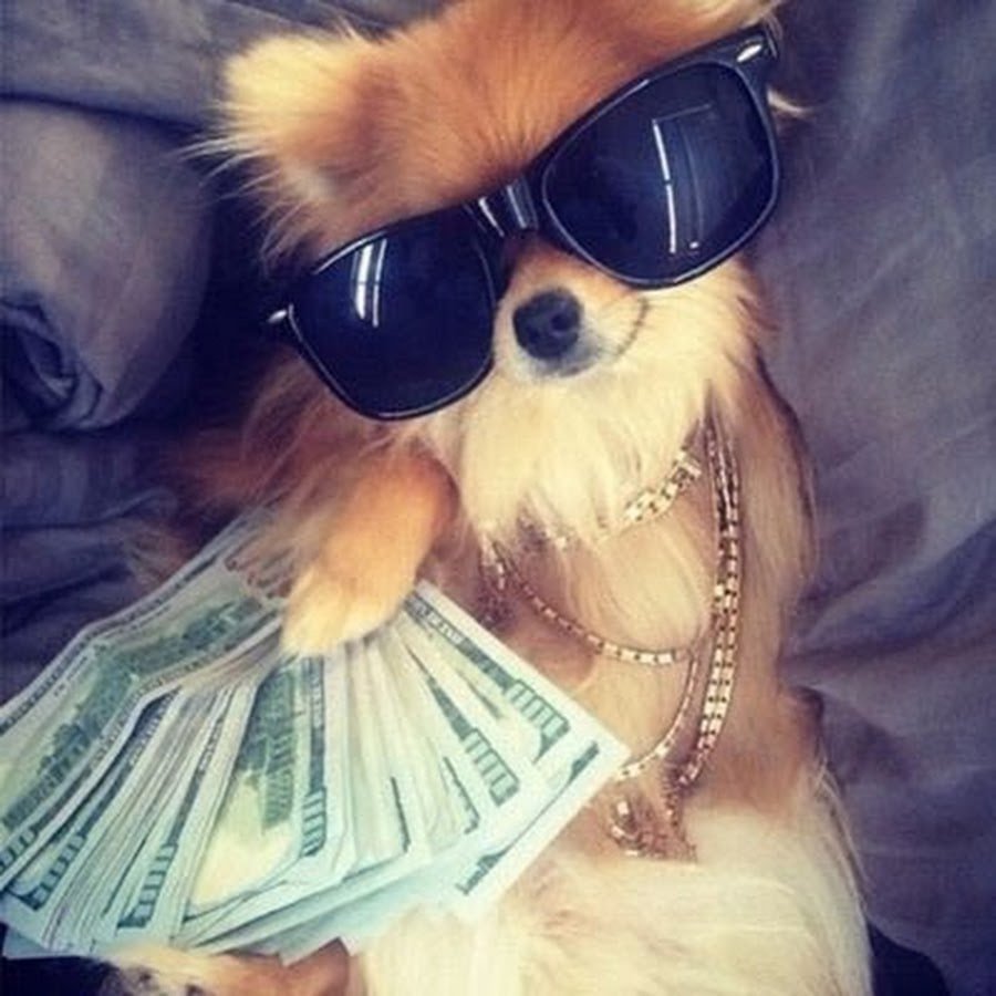 Псина в шапке