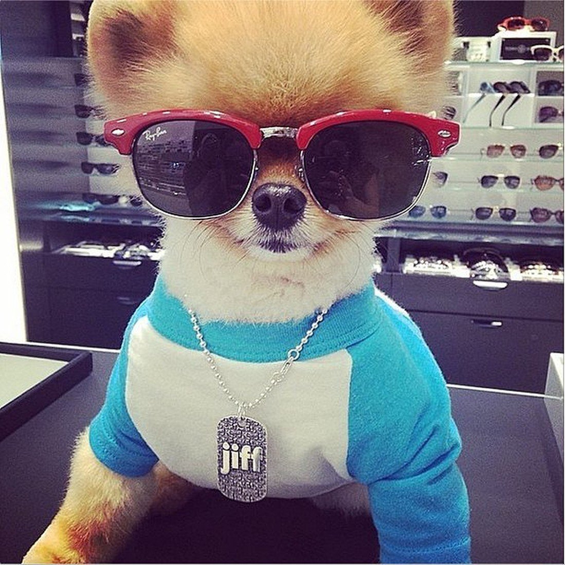 Кот гангстер