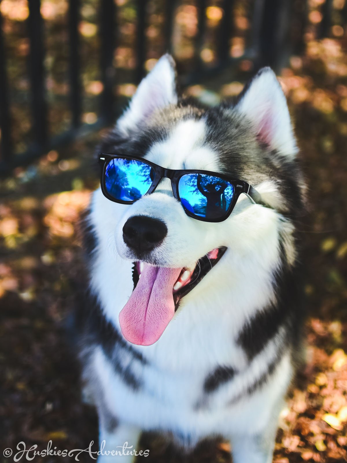 Смешной Мопс в очках