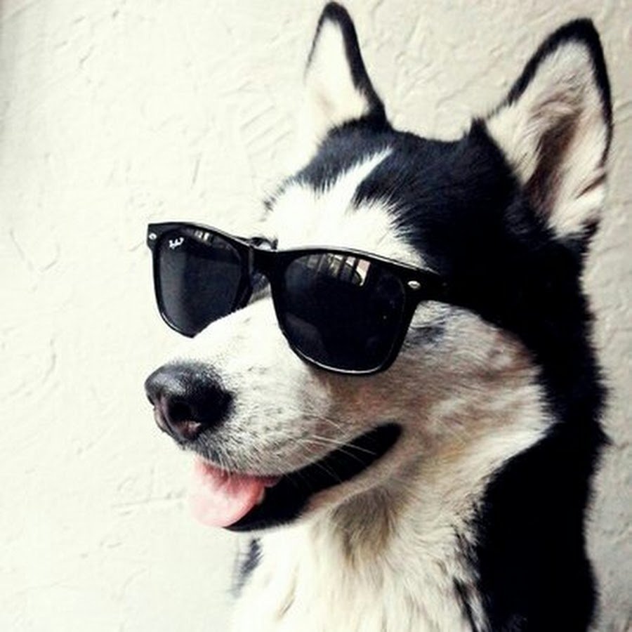 Белая собака в очках