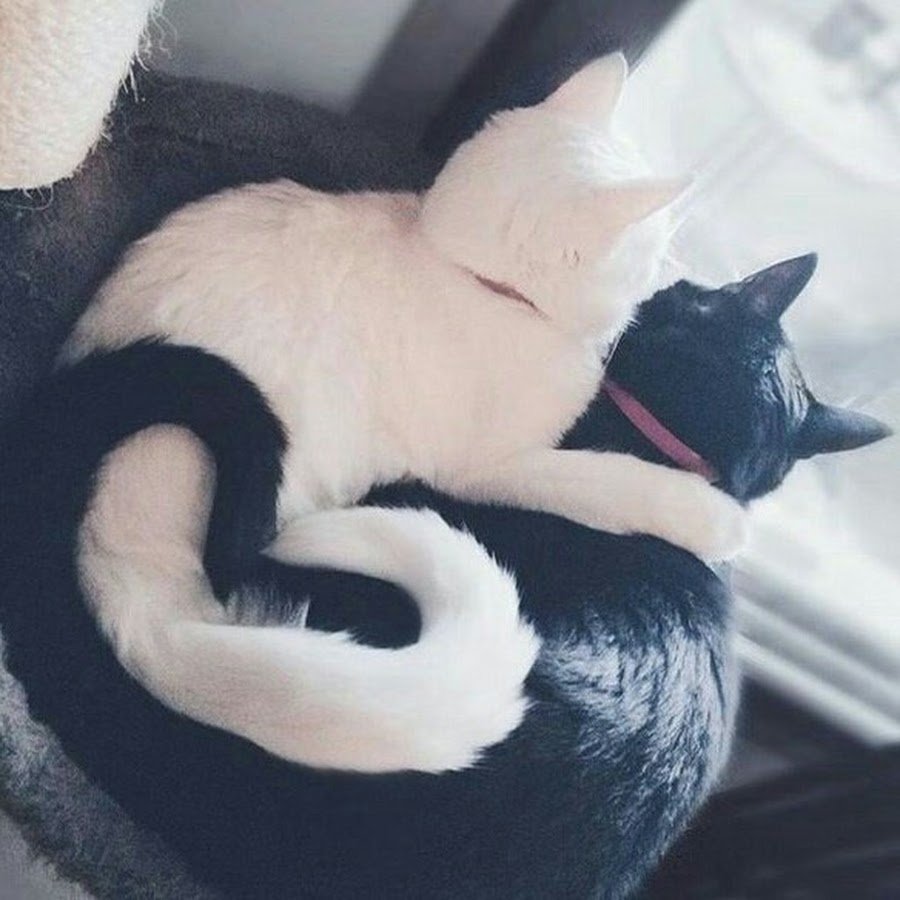 Котики с сердечками